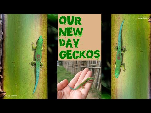 Video: Phelsuma diæt: Hvad spiser Geckos?