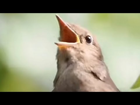 إستمع وشاهد صوت العندليب أجمل الأصوات عن قرب وقل سبحان الله Birds Shortvideo Yotube Shorts
