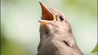 إستمع وشاهد صوت العندليب أجمل الأصوات عن قرب وقل سبحان الله #birds #shortvideo #yotube  #shorts