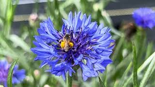 Bachelor's Buttons and Busy Pollinators on a windy day!