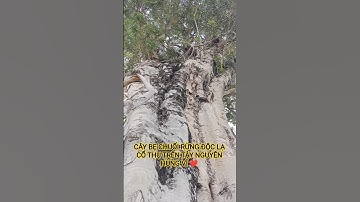 CÂY BẸ CHUỐI RỪNG ĐỘC LẠ CỔ THỤ TRÊN TÂY NGUYÊN HÙNG VĨ ĐẮK LẮK