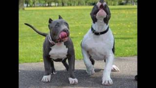 Pitbull Dog Photo 2 Pitbull Dog Photo 2