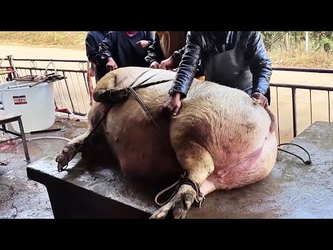 From Pigs To Pork, Slaughtering 600 Pounds Of Pigs