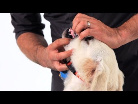 how-to-care-for-your-puppy's-teeth-|-puppy-care