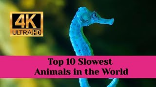 Top 10 Slowest Animals in the World 4K