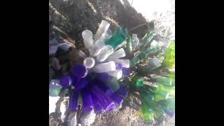 Bottle tree bottle bush screenshot 5