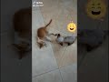 قطط مضحكة تيك توك 