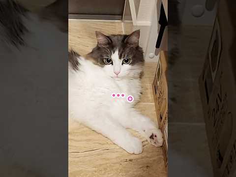 何噛んでるん？