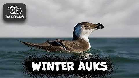 Bird Identification Guide: Identifying AUKS In The Wintertime
