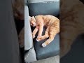 ucing bobo..