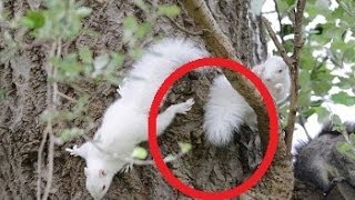 Two Rare Albino Squirrels Spotted In Hampshire