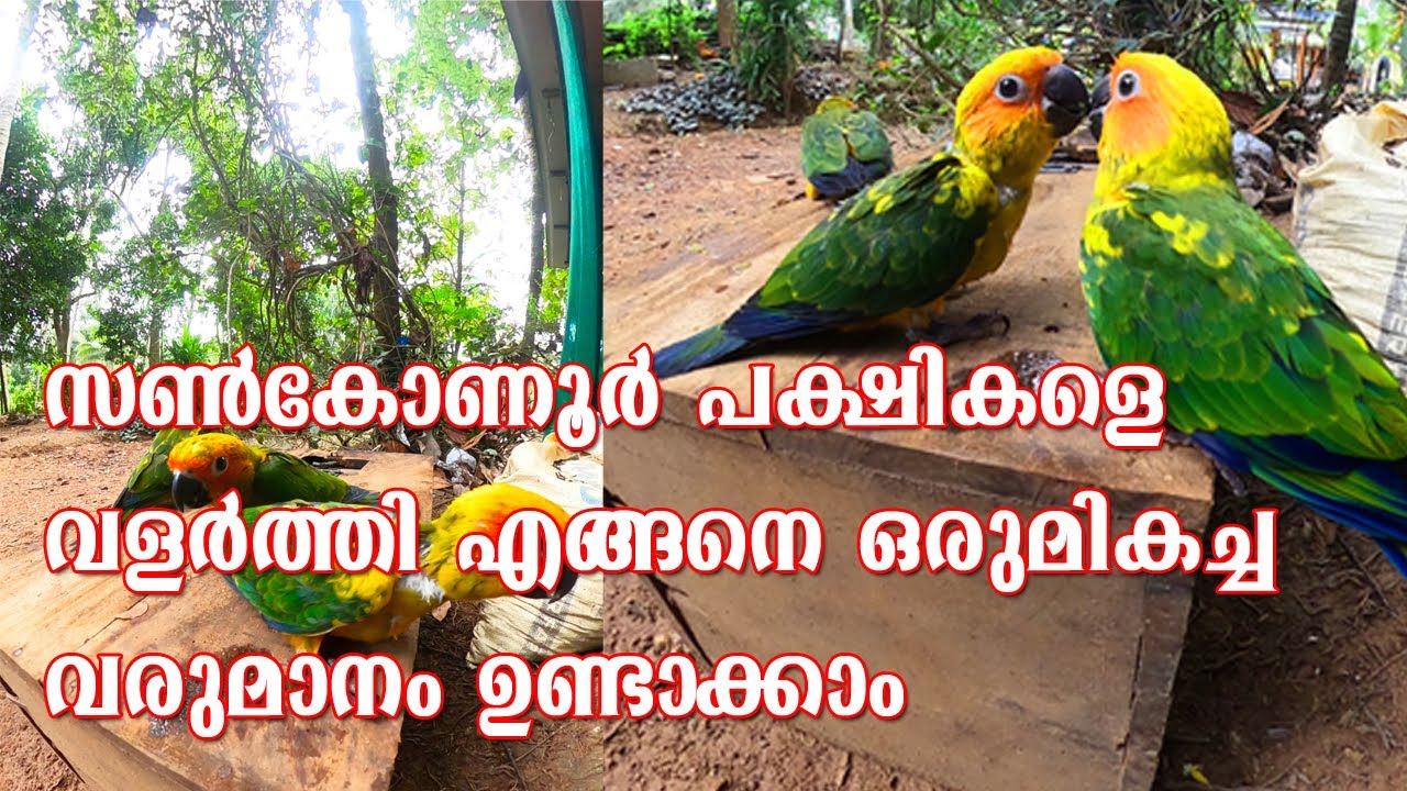 SUN CONURE BREEDING AND CARING|സൺകോനൂർ പക്ഷികളെ വളർത്തി എങ്ങനെ ഒരു മികച്ച വരുമാനം ഉണ്ടാക്കാം