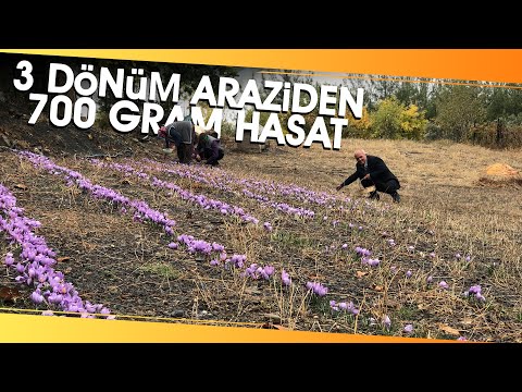 Gramı 50 TL... Adana'da Safran Hasadı Başladı