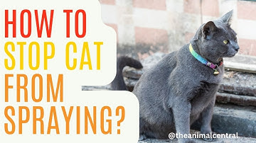How to Stop a Cat from Spraying for Good?