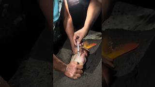 Red Crap Fish Injection #shorts