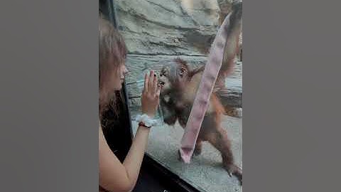 my daughter playing with baby orangutan at the toledo zoo