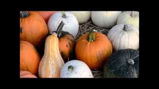 Gross Farms Corn Maze and Pumpkin Patch 2015