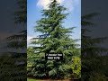 Trees Name 🌴In English And Hindi With Pictures #shorts #tree