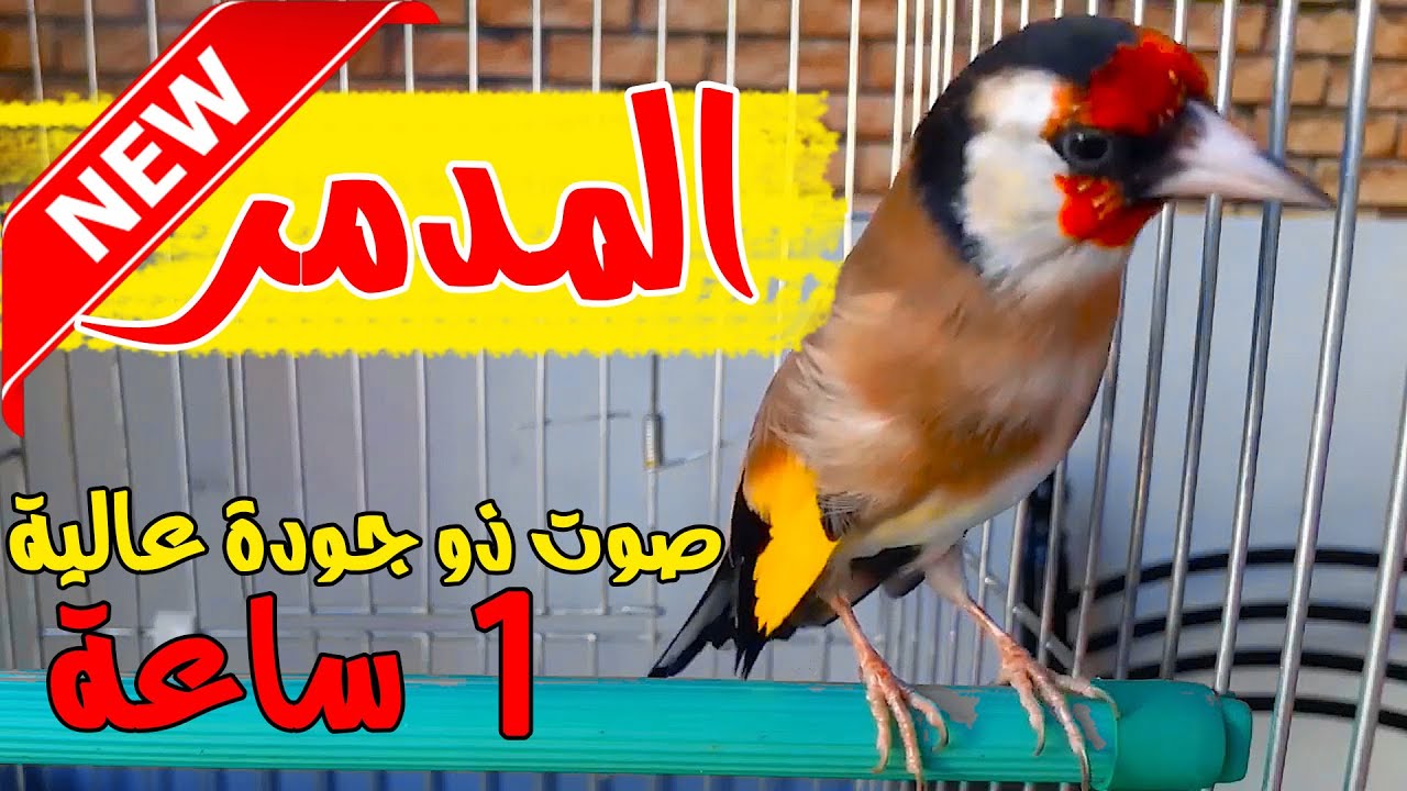 الحسون المدمر   تحفيز طائر الحسون جميل جدا