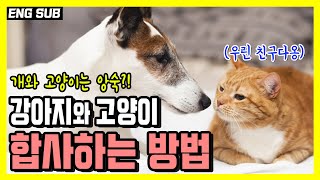 강아지와 고양이를  같이 키우는 방법