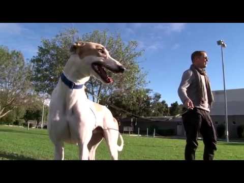 greyhound adoption michigan National Adoption Day at The Meadows