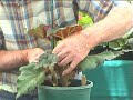 Begonias - Growing from Tubers