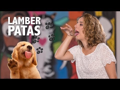 Vídeo: 5 dicas sobre como parar um cão de pata