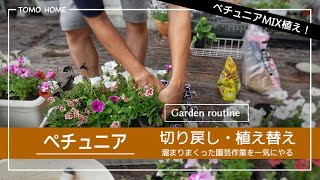 梅雨で傷んだ花多数！植え替え・ペチュニアの切り戻しなど一気にやる