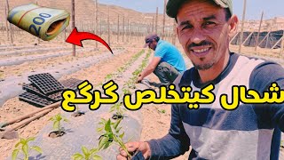 شحال كيتخلص گرگع!  نهاية زرع دنجال و فلفله 🫑🍆 #garga3 