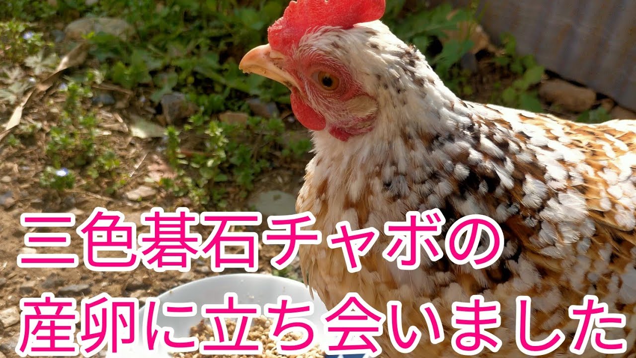 三色碁石チャボの産卵に立ち会いました。 - YouTube