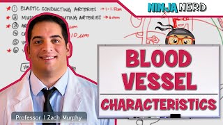 Cardiovascular | Blood Vessel Characteristics