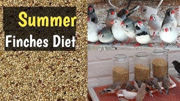 Zebra Finch Full Diet Summer Breeding