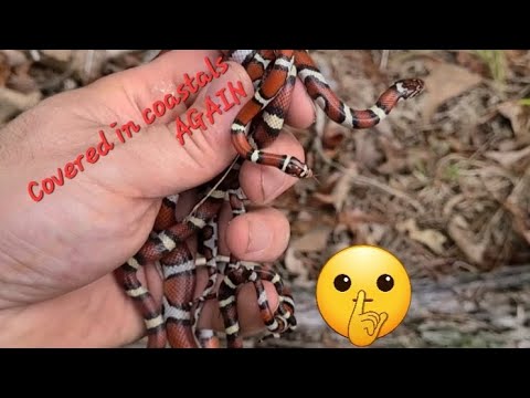 Tin missing suprise! 4 coastal plains milk snakes in 20 min! they thought they could stop us! lol