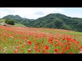 埼玉県秩父 天空のポピー2023 赤い花 白い花   芹 洋子