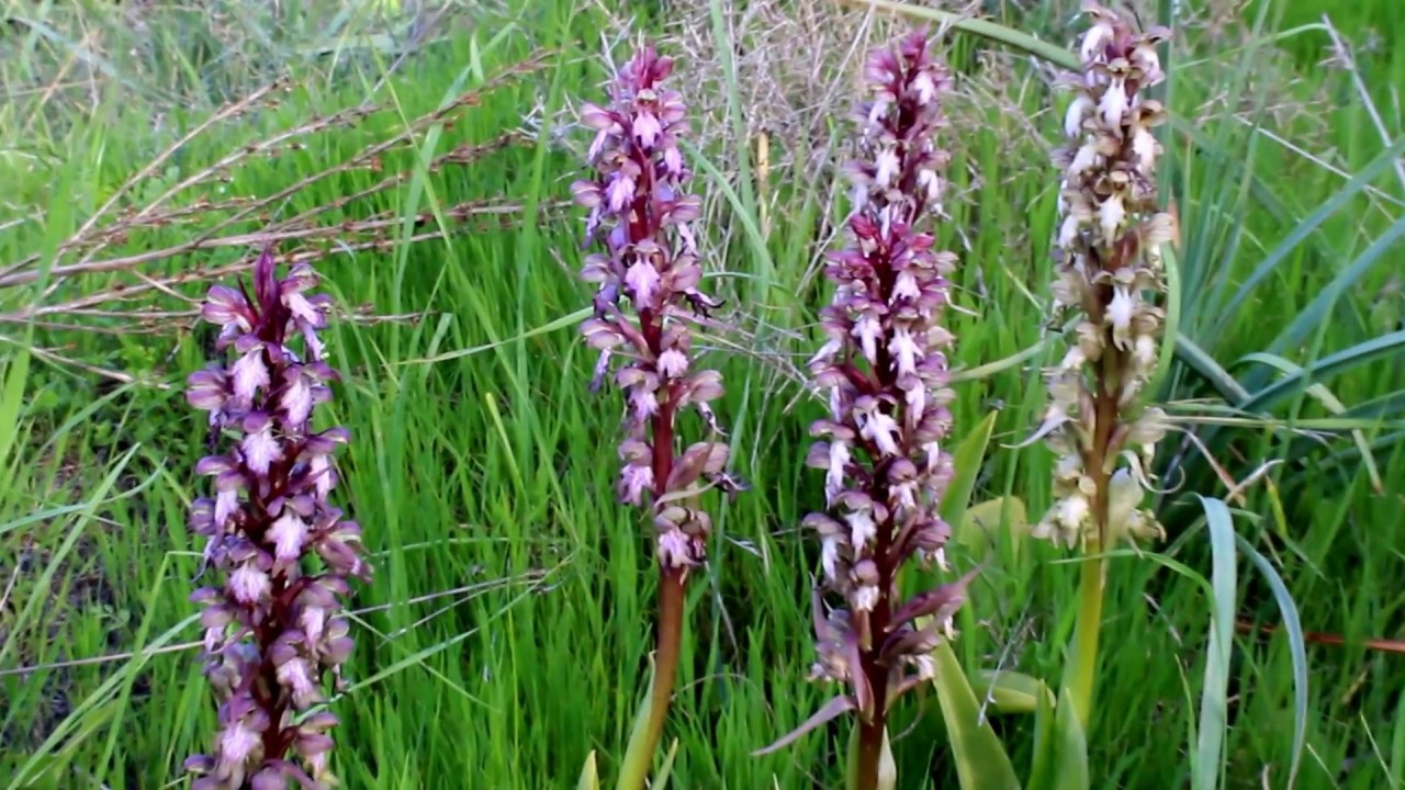 Barlia robertiana - Himantoglossum robertianum - Ορχιδέα του Ρόμπερτ - Cyprus