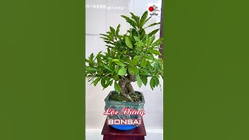 Lộc Vừng Bonsai: 7 TỶ bán được không? | Barringtonia Acutangula #locvung #bonsai