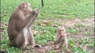 VID20251028160603 play 1