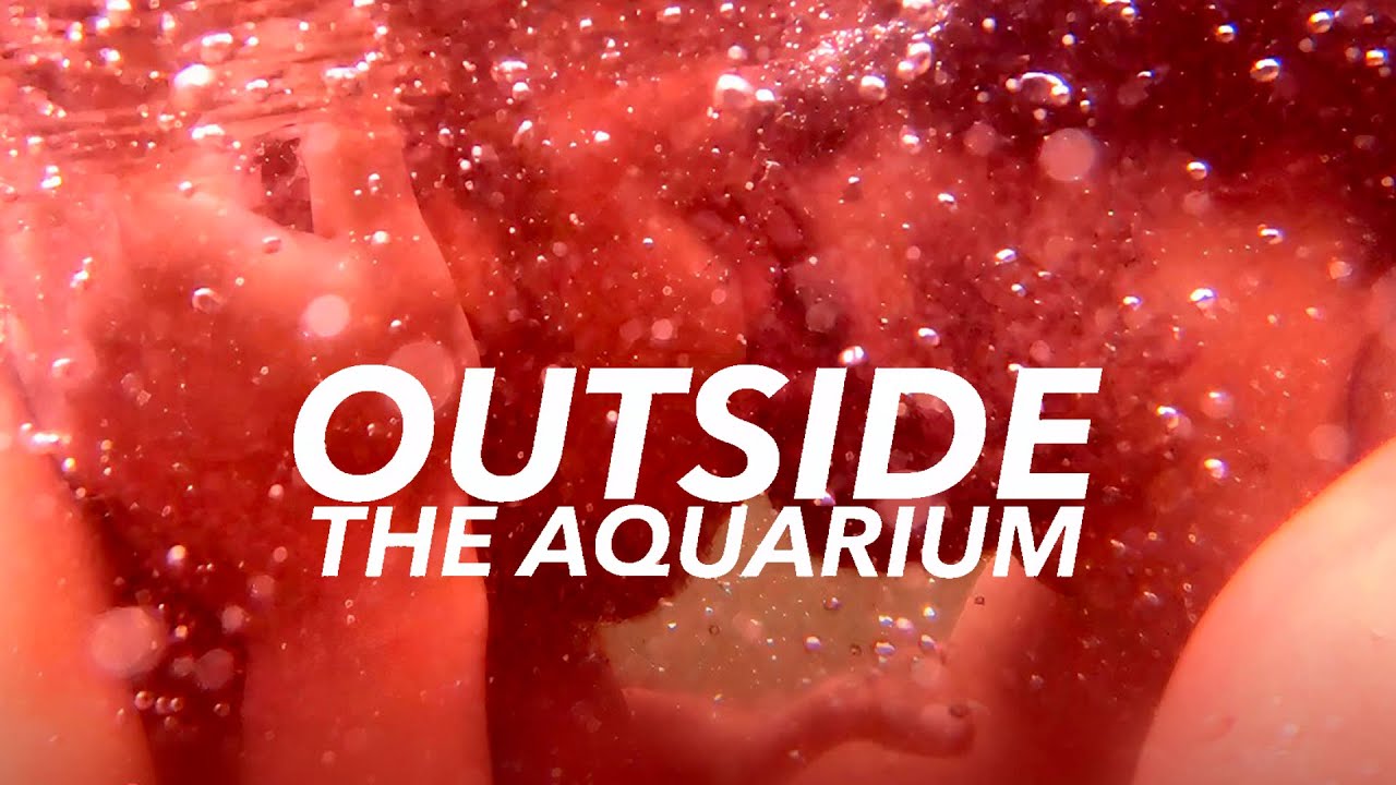 "Outside the Aquarium" Trailer | HERE TV