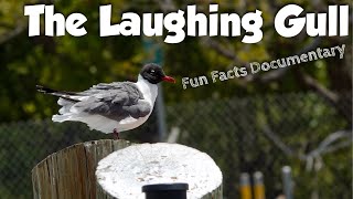The Laughing GullMini documentary, ID, Funny commentary, behavior, food, habitat, migration