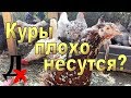 Куры плохо несутся и лысеют? Что это: сезонная линька или другие причины?