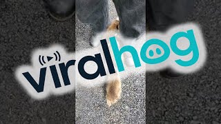 Baby Raccoons Chase Rehabber || ViralHog