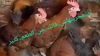 فراخ ساسو عمر شهرين وانتهاءالدوره لوماجربتهاش فاتك من الطعم كثير احلي من البلدى