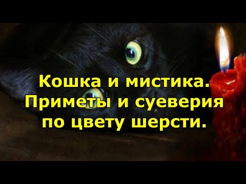 Кошка и мистика. Приметы и суеверия по цвету шерсти.