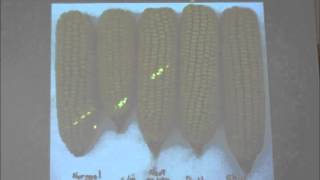 Factors Affecting Uniform Corn Emergence Trial