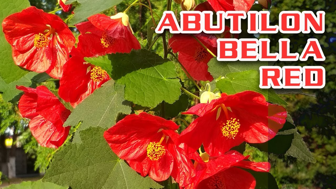 Самый эффектный комнатный цветок. Абутилон белла красный. Комнатный ...