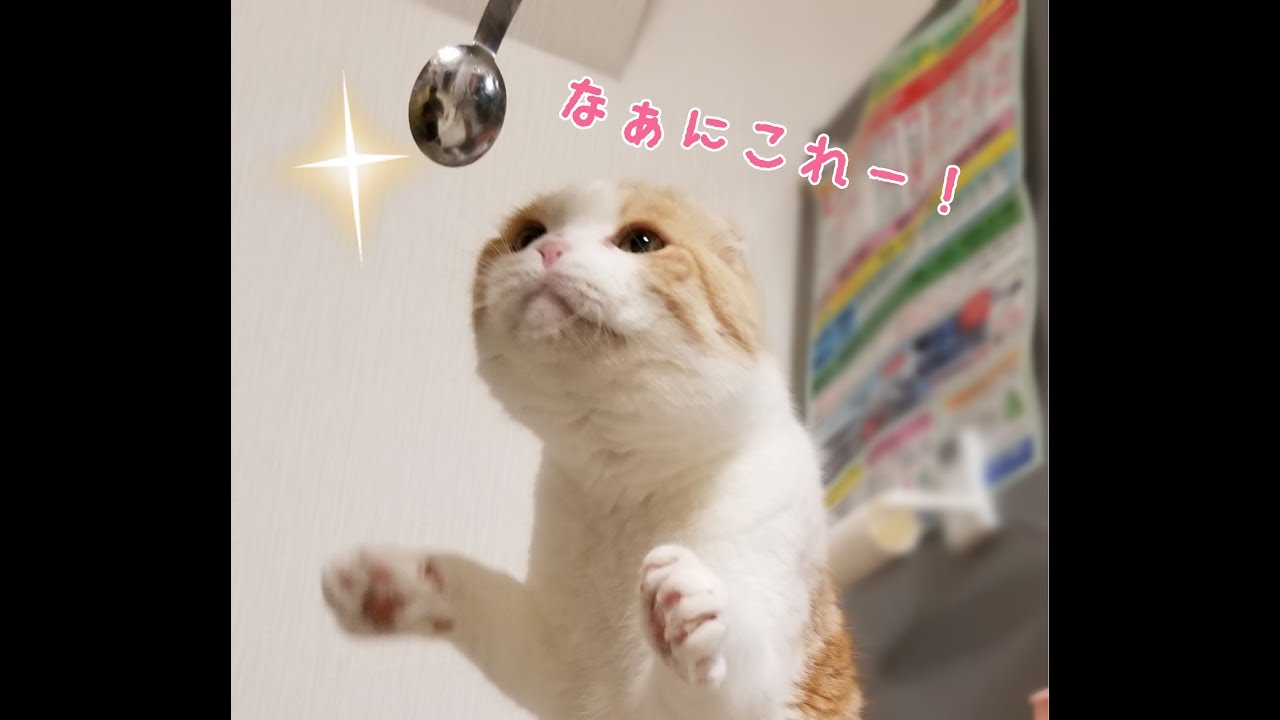 ごはんを混ぜ混ぜしたスプーンが気になって仕方がない猫のうなぎくんがかわいすぎる Newscafe ごはんを混ぜ混ぜしたスプーンが気になって仕方がない猫のうなぎくんがかわいすぎる Newscafe