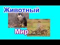 ИНТЕРЕСНЫЕ ФАКТЫ ПРО ЖИВОТНЫХ. КТО САМЫЙ МАЛЕНЬКИЙ ИЛИ БОЛЬШОЙ. КТО САМЫЙ БЫСТРЫЙ ИЗ ЖИВОТНЫХ