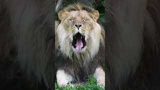 Cute Animals Yawning… Then The BIG Ones 💀😂