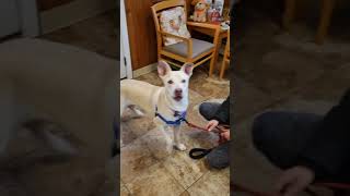 Adopt Angel
