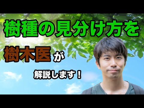 【樹木医が解説】樹木を見分けるポイントとは？